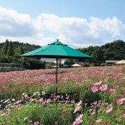 香山ラベンダーの丘