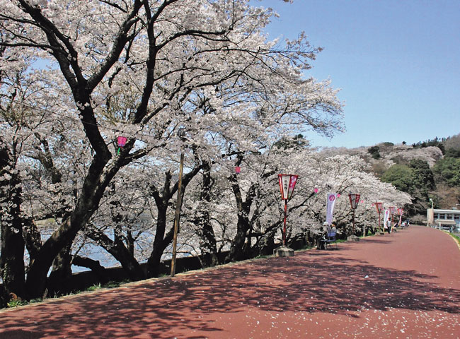 尾関山下の桜土手