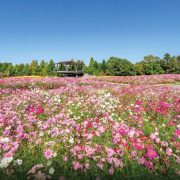 国営備北丘陵公園