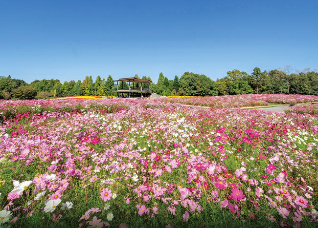 国営備北丘陵公園