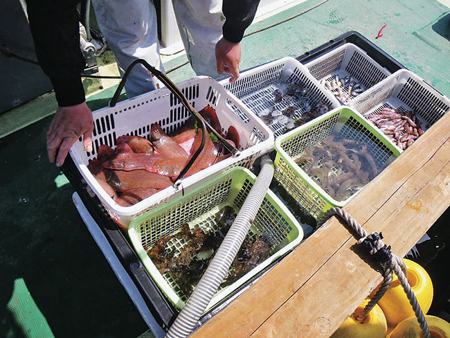 鮮度は折り紙付き！ 冬が旬の魚介を買いに行こう