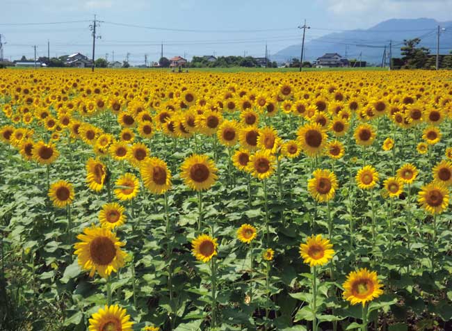 斐川のひまわり畑