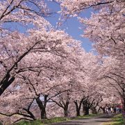 斐伊川堤防桜並木