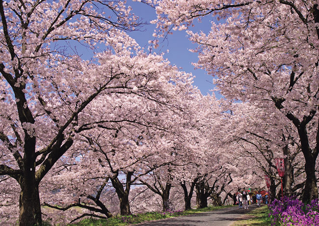 斐伊川堤防桜並木