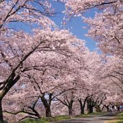 斐伊川堤防桜並木