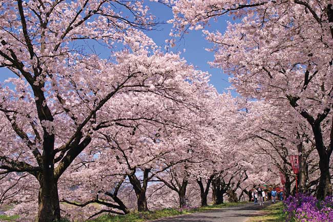 斐伊川堤防桜並木