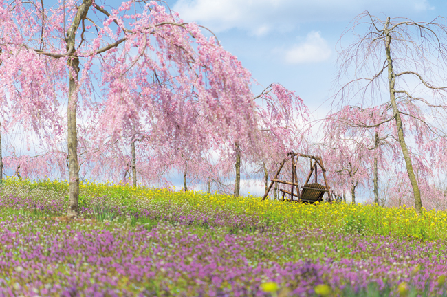 陽気な春の日に咲き誇る桜と菜の花を見に行こう