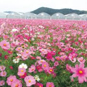 季節体験農場 花の海