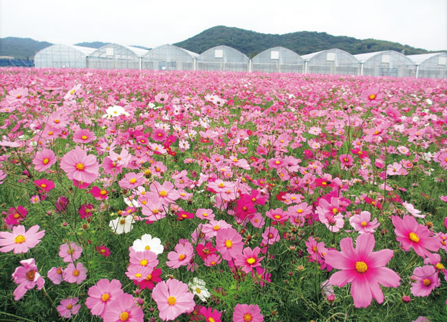 季節体験農場 花の海