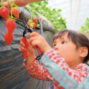 世羅幸水農園 ビルネ・ラーデン