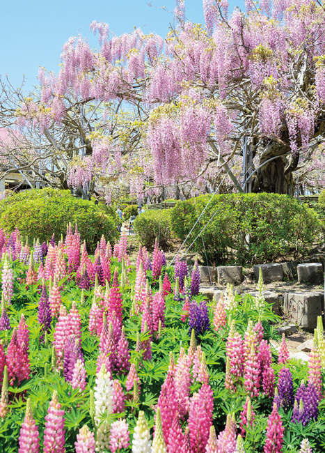 広い園内に咲くふじとルピナスの花の共演を観賞