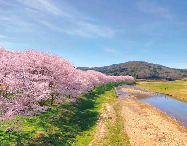 白竜湖畔の桜