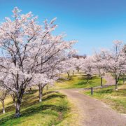 国営備北丘陵公園