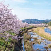 美波羅川千本桜