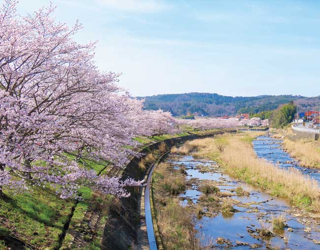 美波羅川千本桜