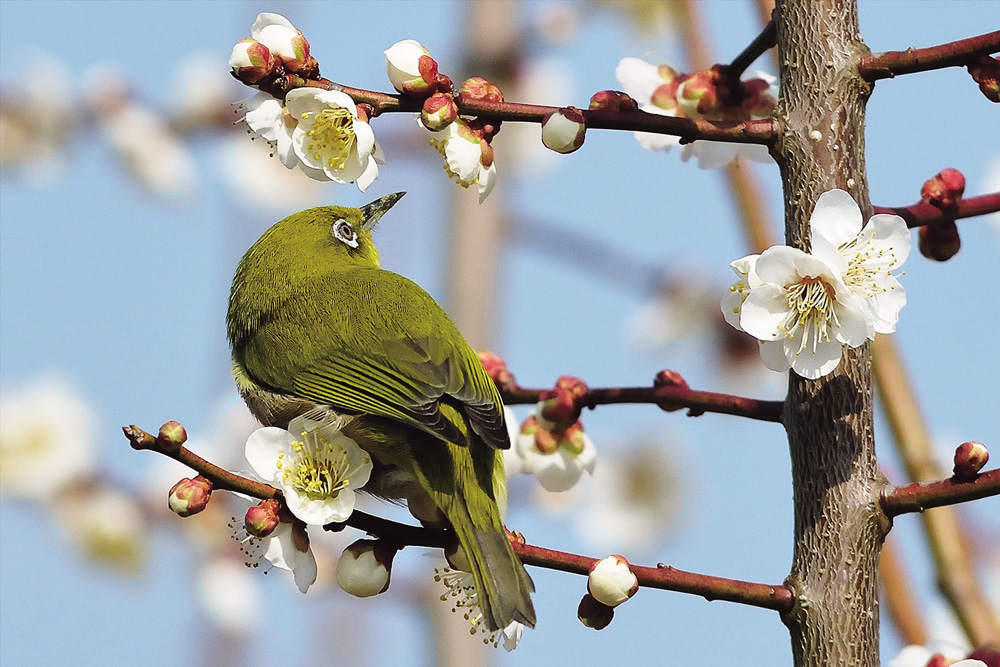 2月下旬?3月下旬　満汐（まんちょう）梅林花見まつり