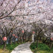 塔の峰千本桜