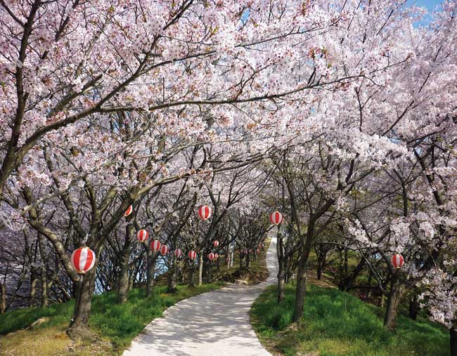 塔の峰千本桜