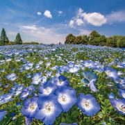 国営備北丘陵公園