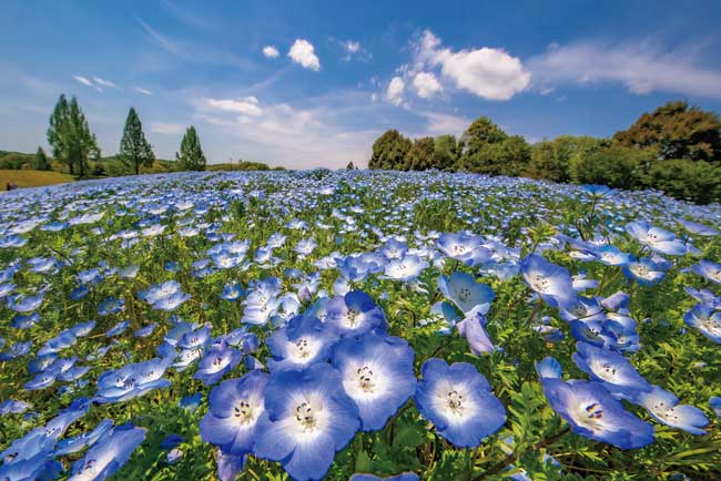 国営備北丘陵公園