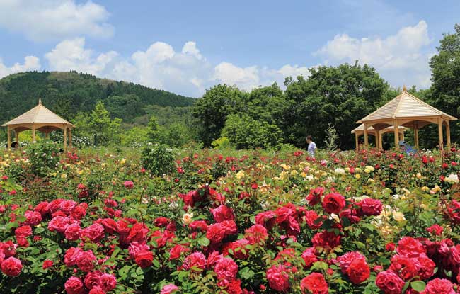 イングリッシュローズの咲き誇る庭園へ