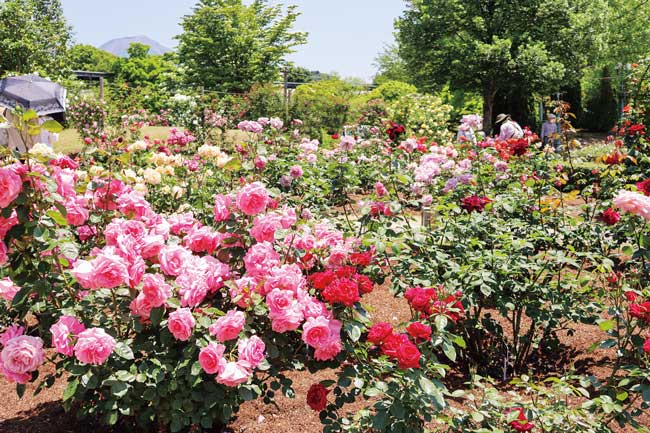 とっとり花回廊