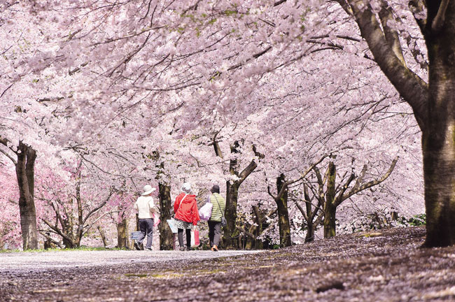 とっとり花回廊