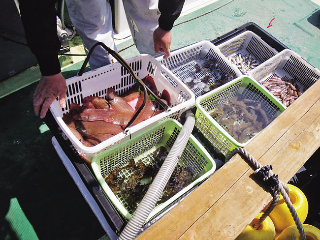 鮮度抜群の地元産魚介類を買いに行こう