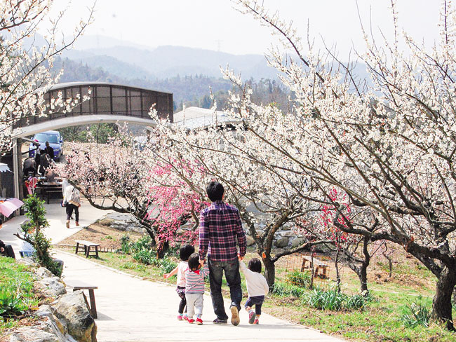 約1,000本もの梅が咲き誇る梅林でお花見