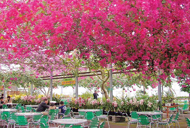 常夏気分を味わえるカラフルな景色が広がる花とフルーツの楽園《高知・南国／夏たび案内2021》