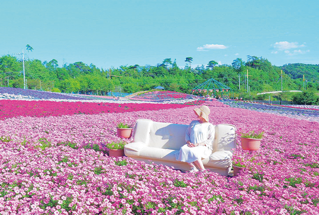 まるで絵本の世界！一面のペチュニア畑で幻想的な写真を撮ろう《広島・世羅／夏たび案内2021》