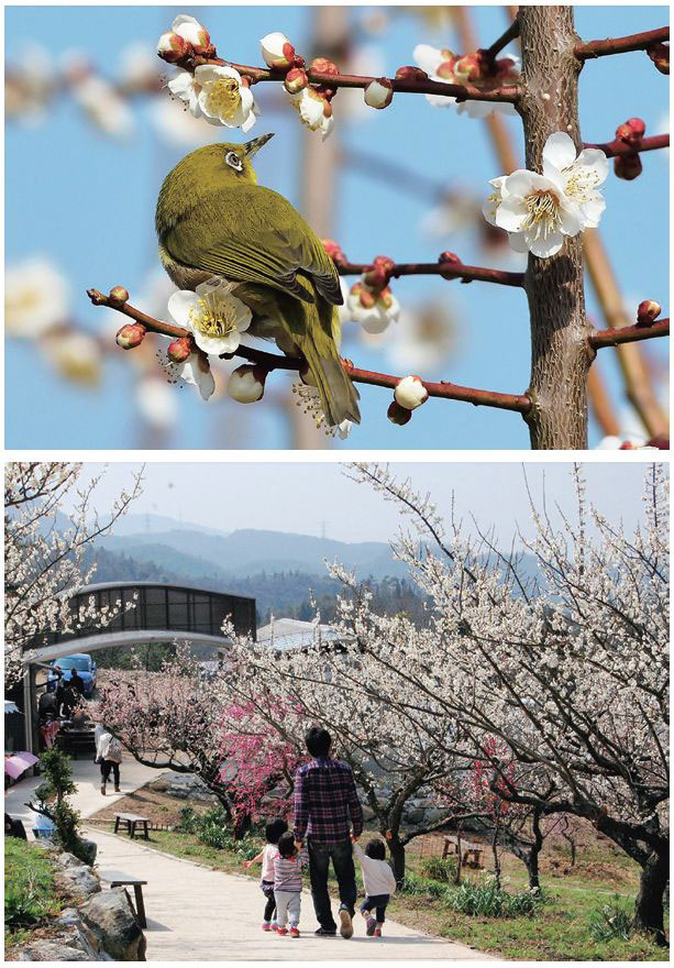 2／20（木）?3月下旬　満汐（まんちょう）梅林 花見まつり