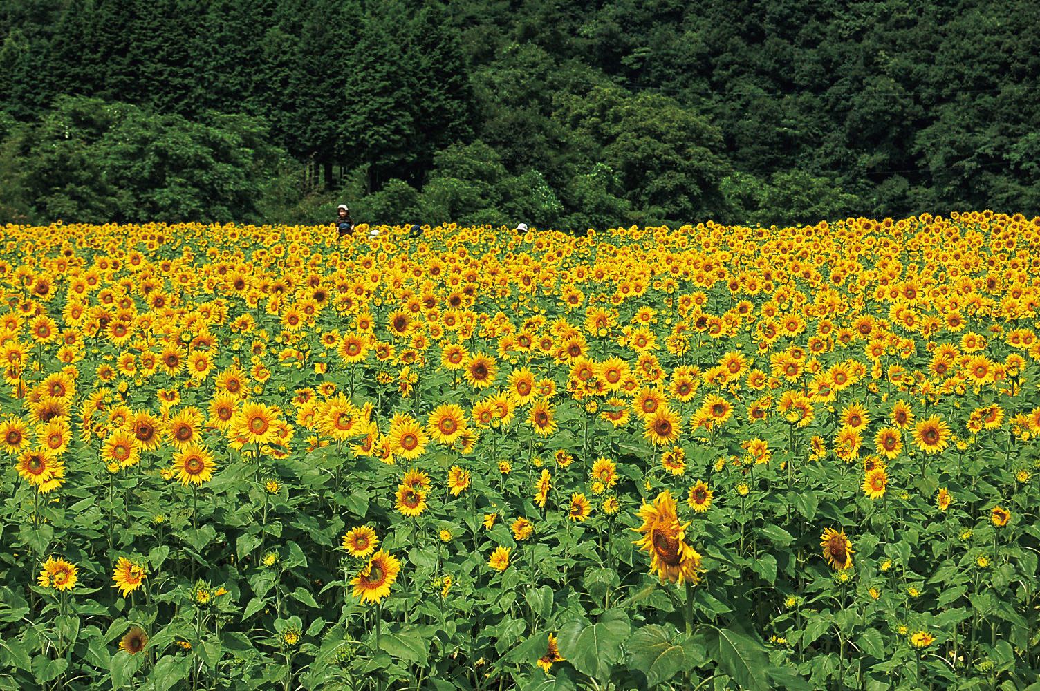 7／20（土）・21（日）　あったか村 川とひまわりまつり 2019