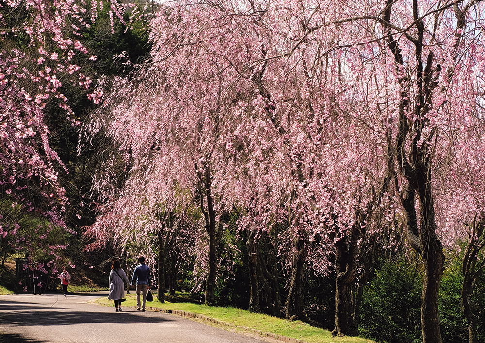 満開の桜を楽しもう！お花見ガイド2020【お花見編】