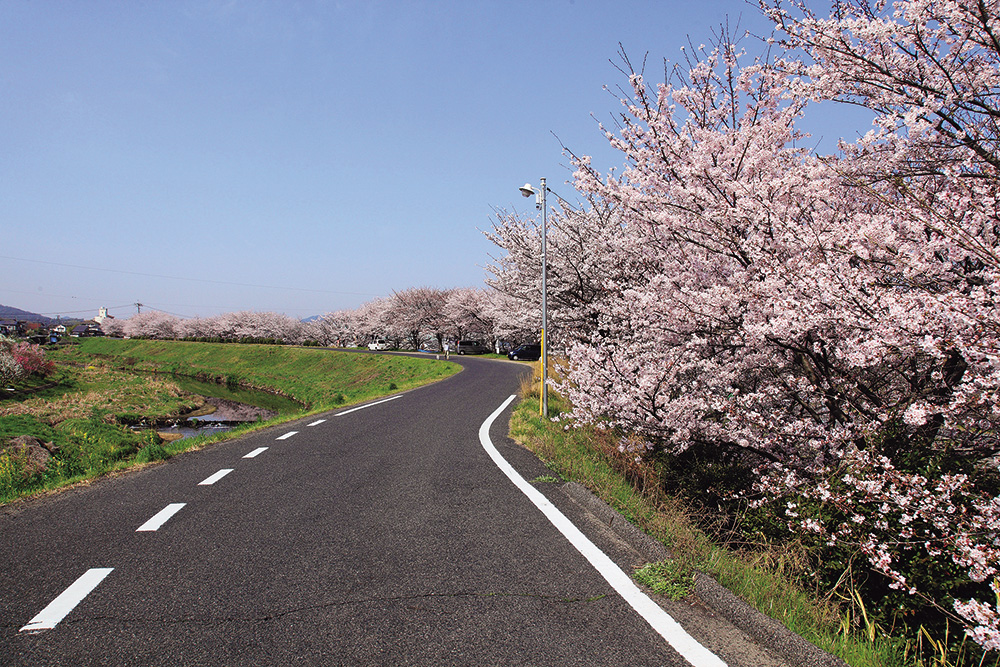 満開の桜を楽しもう！お花見ガイド2020【番外編】