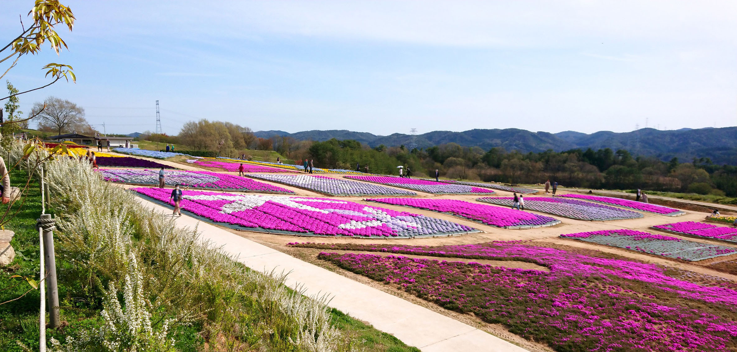 今がまさに見頃！ 世羅のお花を満喫?