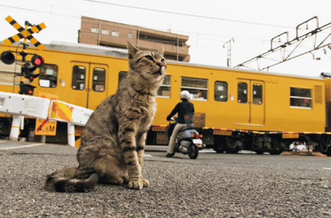 2／9（土）?22（金）大井康平 ねこ写真展 おのねこ4