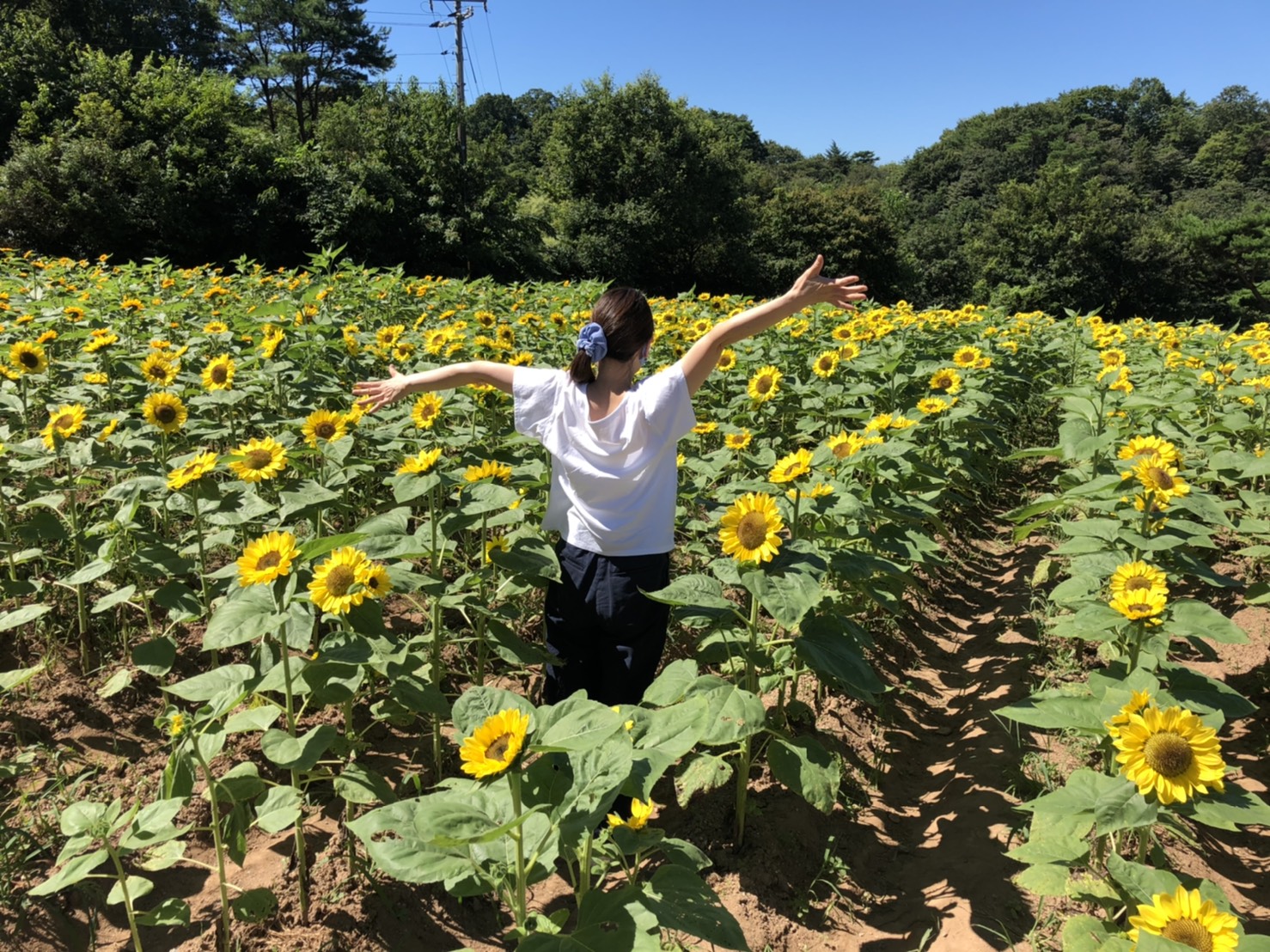 8月26日（水）まで開催中！ひまわりまつりへ行こう！